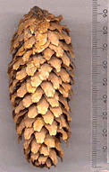 Picea pungens