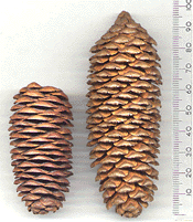 Picea schrenkiana