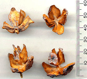Platycladus orientalis