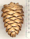 Pinus albicaulis