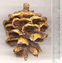 Pinus amamiana
