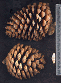Pinus apulcensis