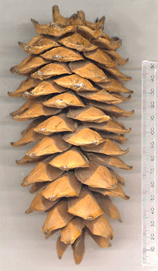 Pinus armandii
