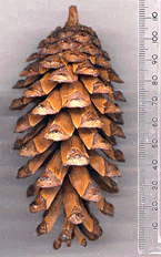 Pinus balfouriana austrina