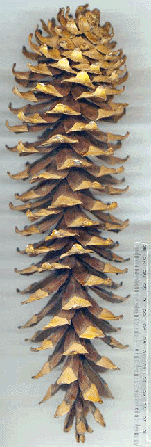 Pinus ayacahuite