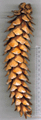 Pinus ayacahuite