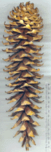 Pinus ayacahuite