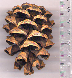 http://www.pinetum.org/cones/PNbungeana.jpg
