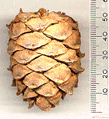 Pinus cembra