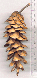 Pinus chiapensis