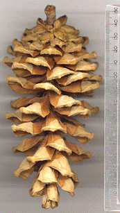 Pinus armandii dabeshanensis