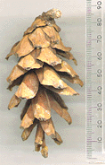 Pinus dalatensis dalatensis