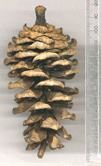 Pinus fenzeliana
