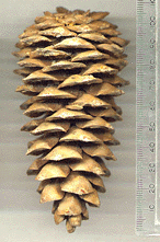 Pinus flexilis