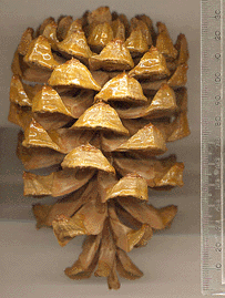 Pinus gerardiana