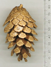 Pinus jaliscana