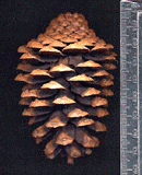 Pinus kesiya