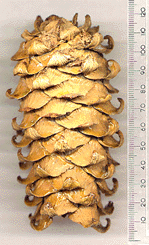 Pinus koraiensis
