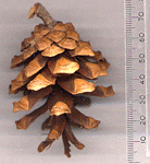 Pinus krempfii