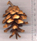 Pinus krempfii