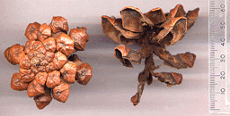 Pinus cembroides lagunae