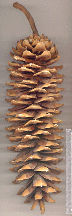 Pinus lambertiana