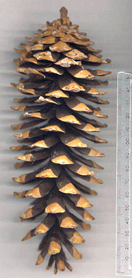 Pinus monticola