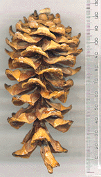 Pinus morrisonicola