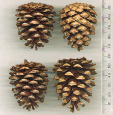 Pinus mugo