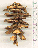 Pinus parviflora