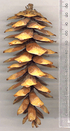 Pinus peuce