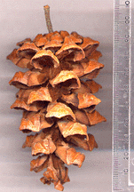 Pinus pinceana
