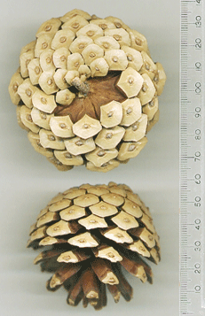 Pinus praetermissa