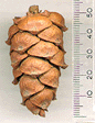 Pinus pumila