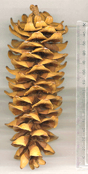 Pinus reflexa