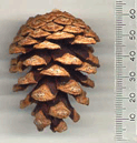 Pinus resinosa