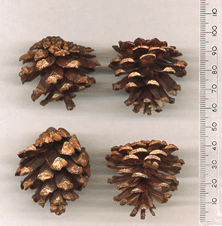 Pinus mugo