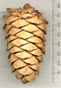 Pinus sibirica