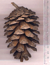 Pinus squamata