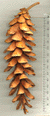 Pinus strobus