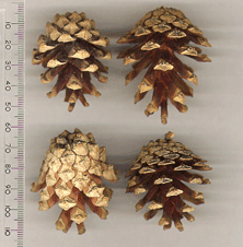 Pinus sylvestris