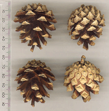 Pinus sylvestris