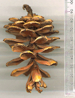 Pinus uyematsui