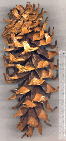 Pinus veitchii