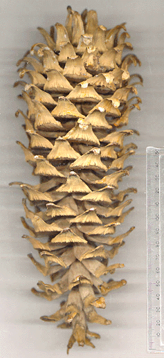 Pinus veitchii