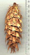 Pseudotsuga menziesii