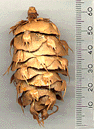 Pseudotsuga lindleyana
