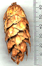 Pseudotsuga lindleyana
