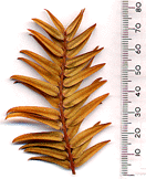 Retrophyllum comptonii