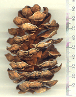 Sciadopitys verticillata